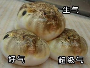 气鼓鼓的河豚表情包