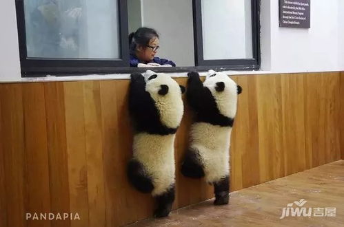 秦皇岛动物园规划建设熊猫馆,大熊猫小熊猫要来啦
