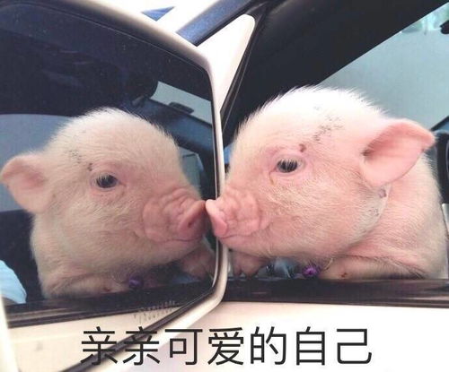 有没有极致沙雕的自拍文案