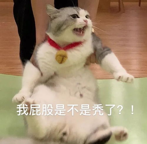 有没有比较可爱的表情包