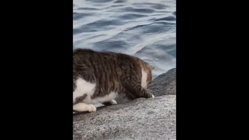 猫咪从岩石缝里钓出一条大鱼,吓得不会动了