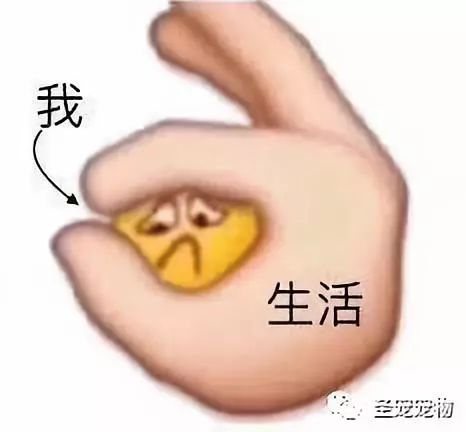猫咪喵主人竟然在厕所干这种事