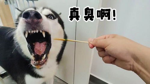 主人吃正宗臭豆腐,二哈非来蹭两口臭哭了吧