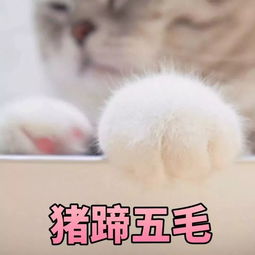 是哪位小朋友要的表情包表情包合集,安排上了