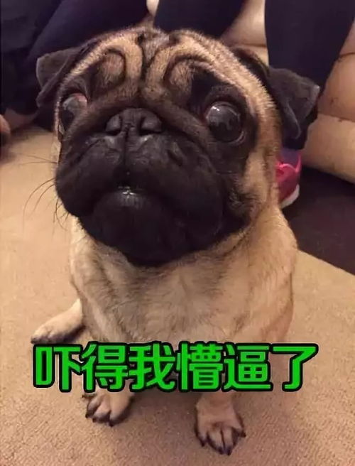 作为一名铲屎官,没点表情包还怎么活