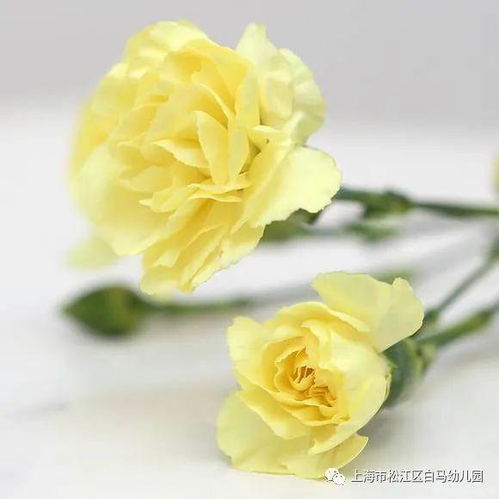 5月8日宅家也快乐,宅家慧生活大班