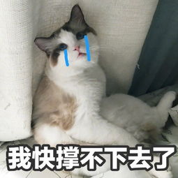 喵星人表情包,一起吸猫