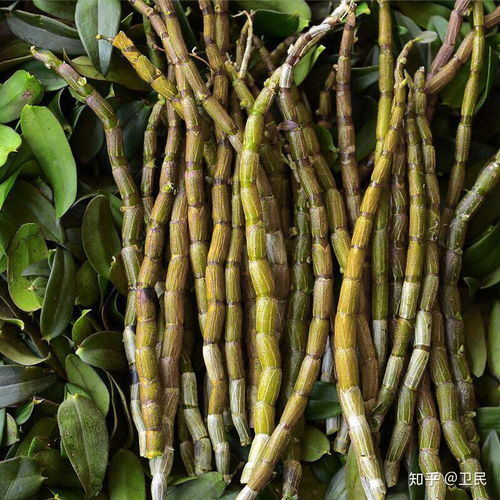 食材介绍米石斛的价格米斛和石斛的区别有哪些