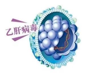 影响移植后长期存活的两大因素是什么移植后,乙肝会复发吗