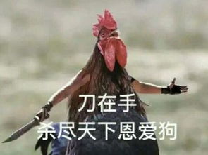 2017鸡年专用表情包合集,鸡年就得用鸡的表情包