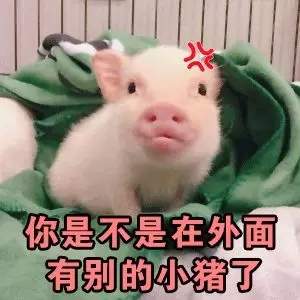 可爱的小猪表情包下载1.0绿色免费版arp绿色软件联盟