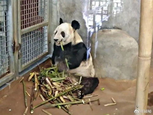 瘦得都没个熊样了远在孟菲斯动物园的旅美大熊猫看起来瘦骨嶙峋没精神...可怜...