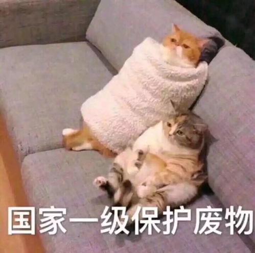 丑,真的都是自己作的
