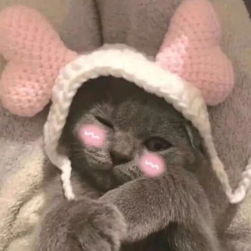 萌宠头像