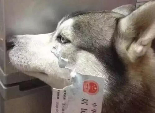 养了一只败家宠物带来的悲惨经历总有让你绝望的时候