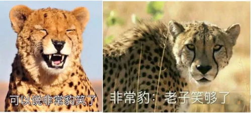 2017年度表情包网络流行语大盘点