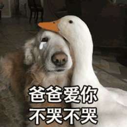 比心鸭子全套表情包分享