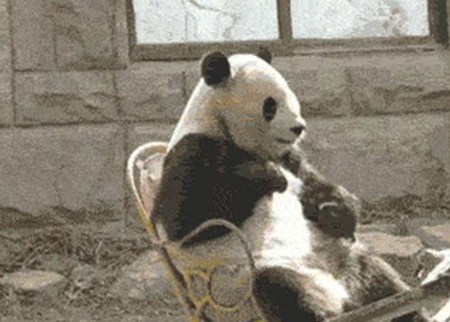 搞笑gif笑话段子张叔,我三个月实习期过了,应该给我加工资了