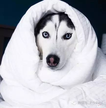 加州第一网红哈士奇狗狗界的颜王,任何表情都帅炸了