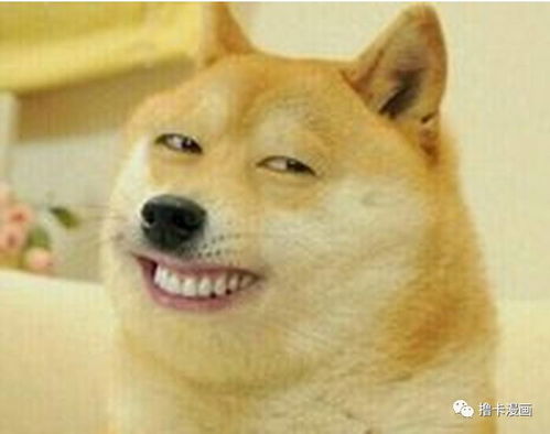 doge表情包微博古力娜扎