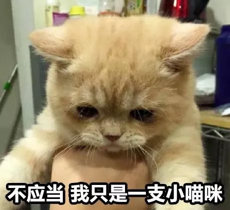 哭泣的表情包简笔画小猫