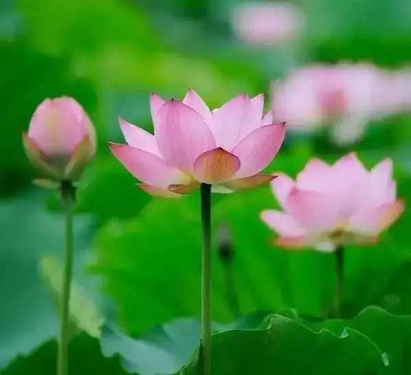 大妈头像花开富贵图片石开新