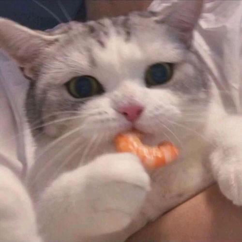 被你的可爱咬一口灵魂都失重狗狗猫表情包头像