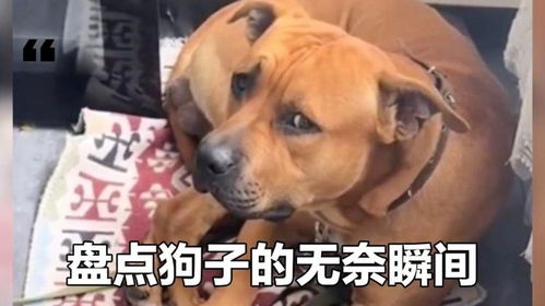 狗子也有无奈的时候,它只是不会说,这委屈的表情都写在脸上了
