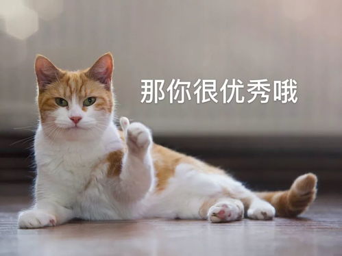 拖着行李箱远走表情包猫咪