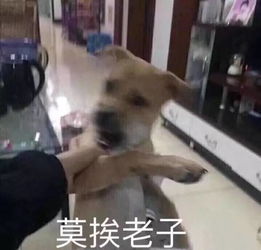 狗狗表情包做狗不好吗为什么要恋爱