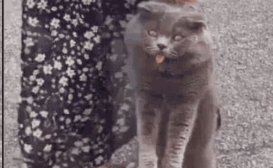 采花大盗蓝猫贼心不死,屡次辣手摧猫,被抓到后表情笑翻众人