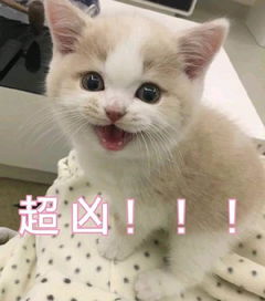 亲亲我的爱人表情包猫猫