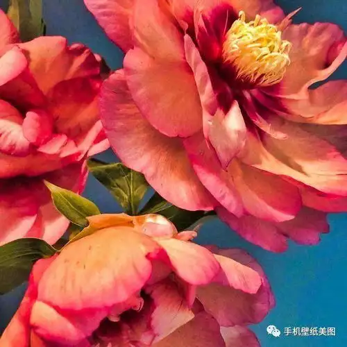 微信背景图片大全高清,抖音封面图第一无二