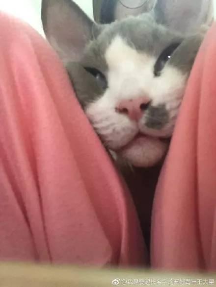 奶牛猫丑到自带表情包2020第一批丑猫出炉,一般人吸不动