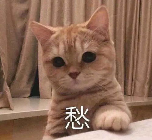 表情包爷裂开了