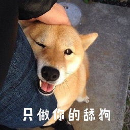 柴犬表情包真叫狗头大