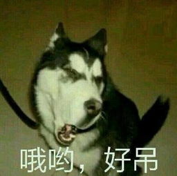 哈士奇告诉你们,什么鄙视叫人类无法企及