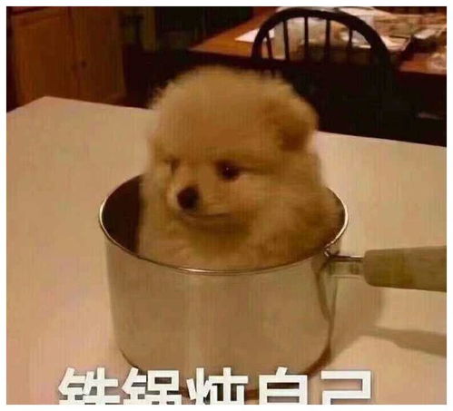 狗狗搞笑表情包来了不打算让自己可爱点吗教你转成微信表情包