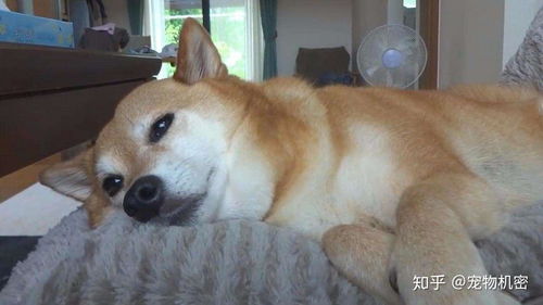 炎热难耐六个方法让狗狗度过完美三伏天