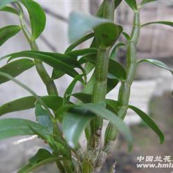 霍山紫杆铁皮石斛64