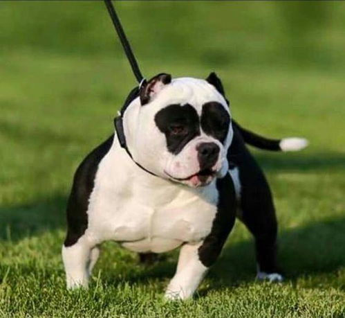 如果把比特犬训练成护卫犬,入侵盗贼还能活着离开吗