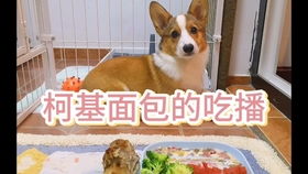 柯基屁屁造型的巧克力夹心面包