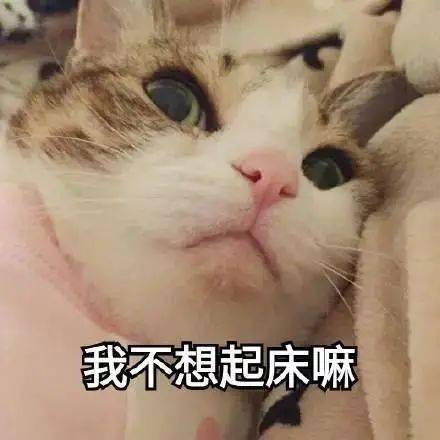 你知道你家猫有想你么文末有福利奉送呦