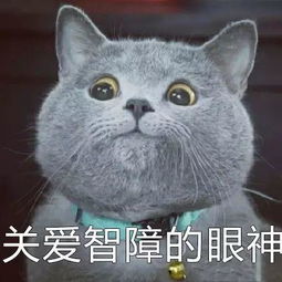 网红猫系列表情包