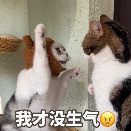 暴躁猫咪表情包合集我生气了,不和你好了