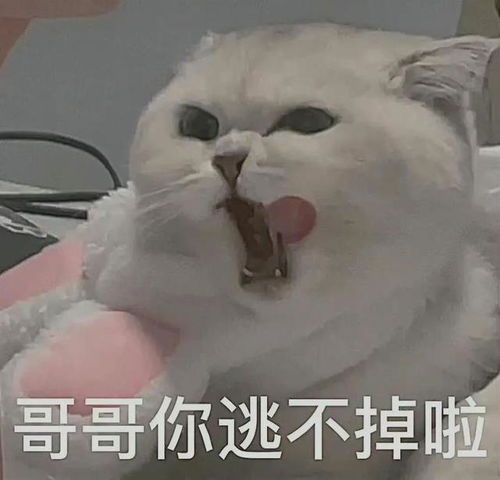 喵咪表情包哥哥你逃不掉啦