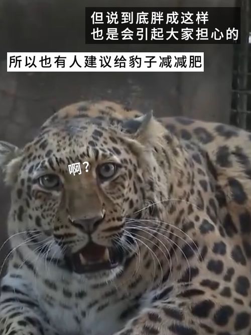 网红豹子胖成了豹警官网友现实版疯狂动物城