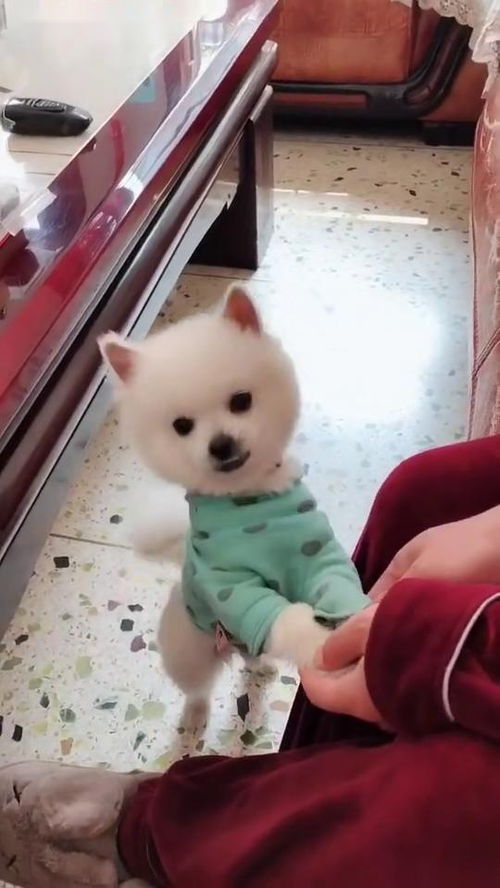 狗狗这撒娇的表情你忍心拒绝吗