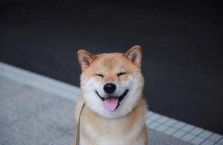 柴犬表情包北登去世谢谢你带给我们的欢乐