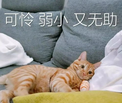 发哦的意思csdn